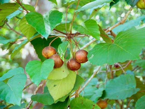 Tung tree fruits for oil