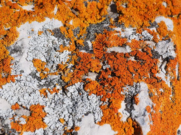 Cherry paint can be obtained from orange lichen