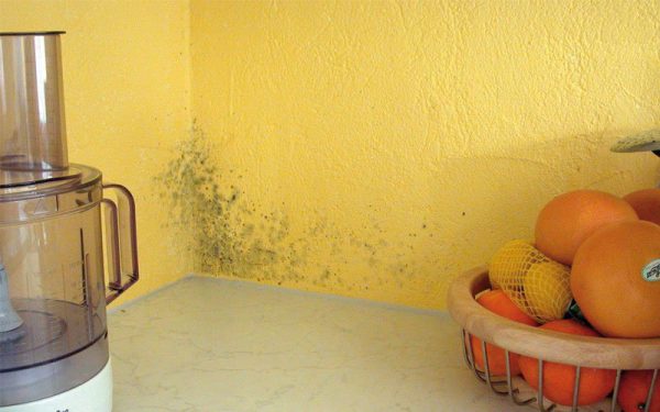 Often mold can be mistaken for ordinary dirt.