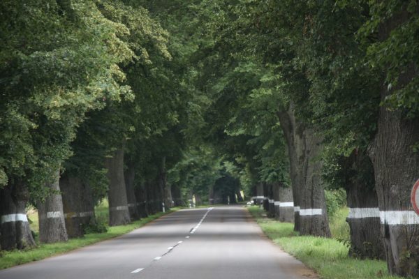 Białe pnie lepiej widać w ciemności