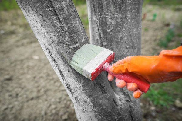 Lime melindungi pokok daripada perosak