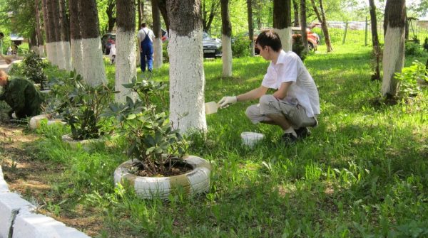 Nieprawidłowe malowanie może uszkodzić korę.