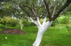 Painting trunks of apple trees