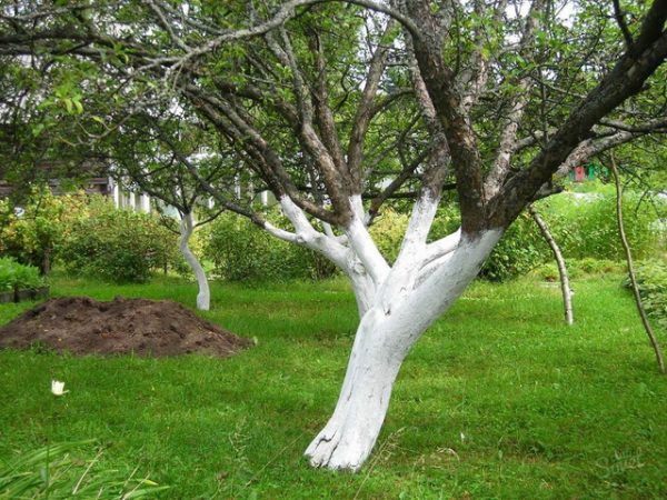 Painting trunks of apple trees