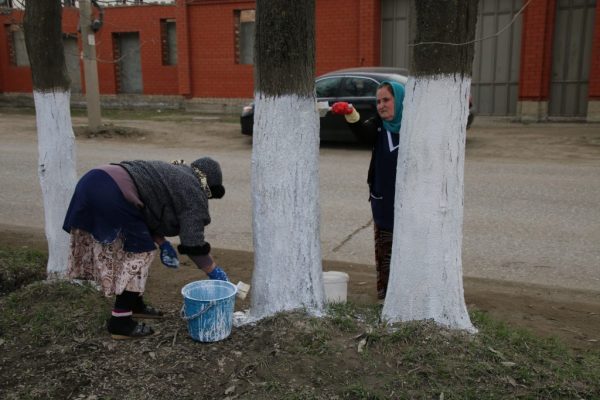 Bielenie drzew w dniu porządkowym