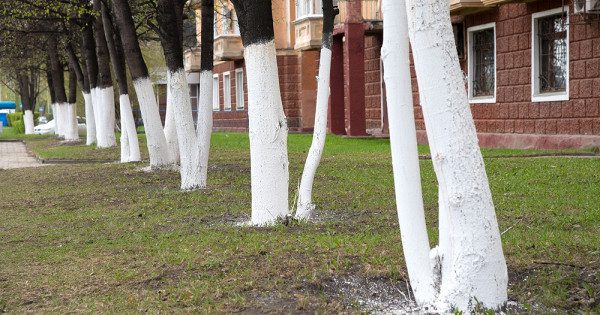 In some regions, the whitewashing of trunks is prohibited