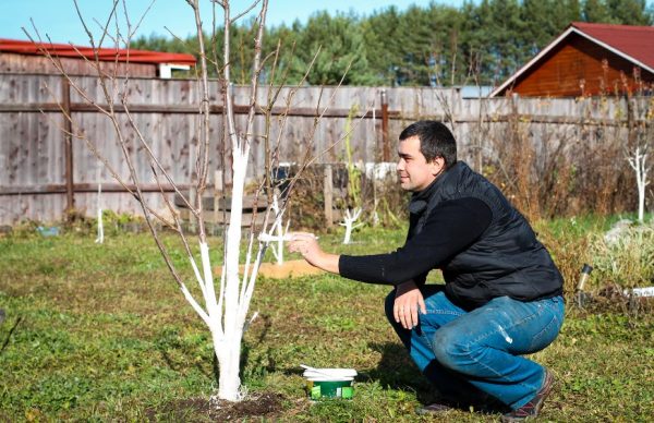 In the spring, fruit trees are usually painted.