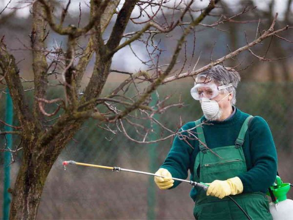 Spraying plants