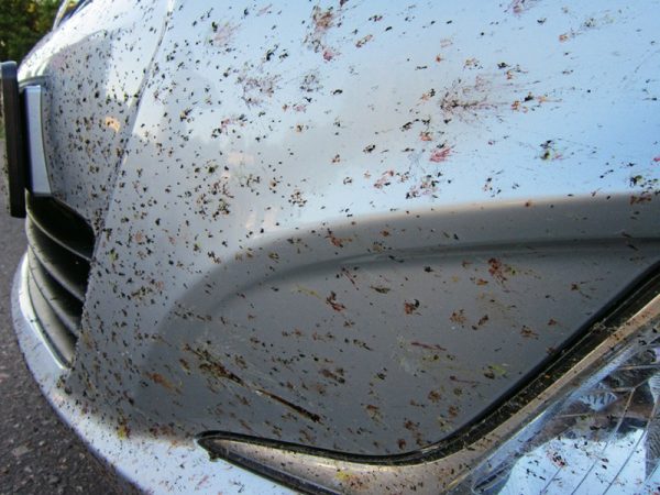 Insect marks on a car