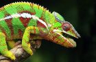 Pigmentový chameleon