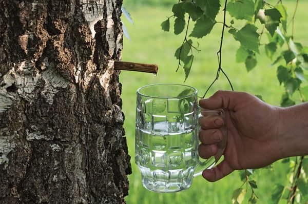 Picking birch sap