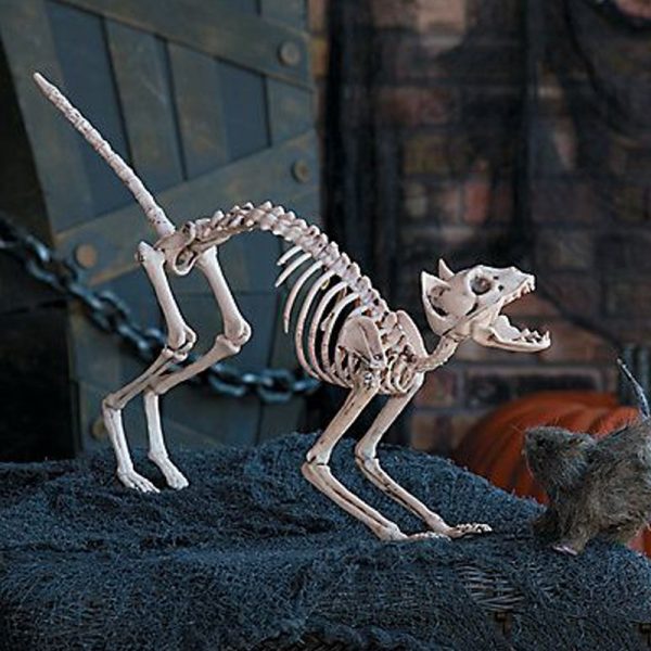 Cat skeleton in interior decoration