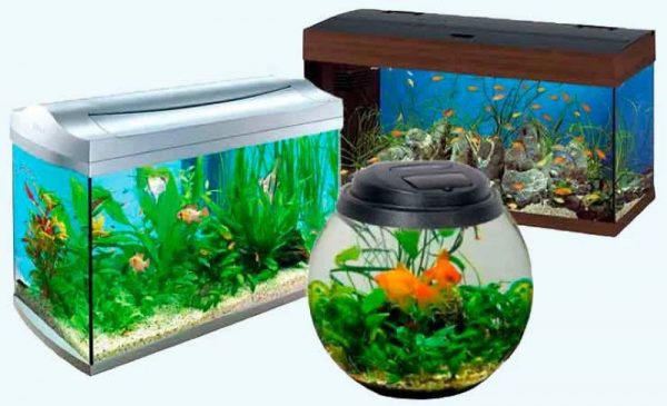 Aquariums of different types