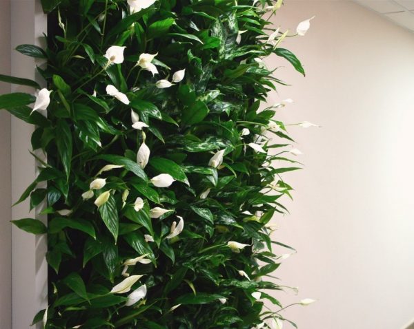 Blooming spathiphyllum on the wall